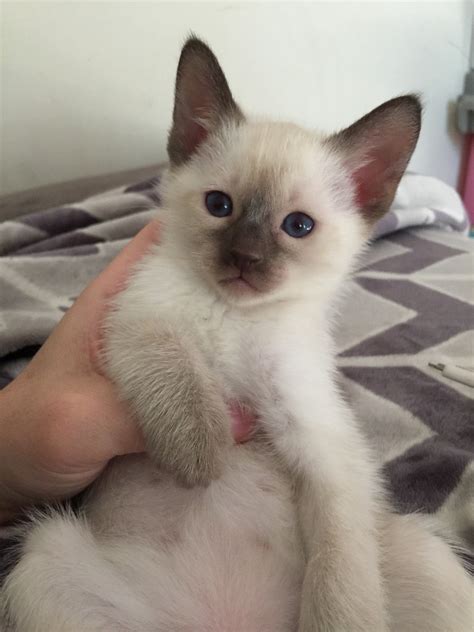 These territories can include a diverse, large terrain. . Siamese kittens for sale